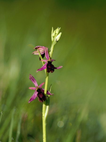 Ophrys catalaunica  - Ramon Calvet i Falgueras