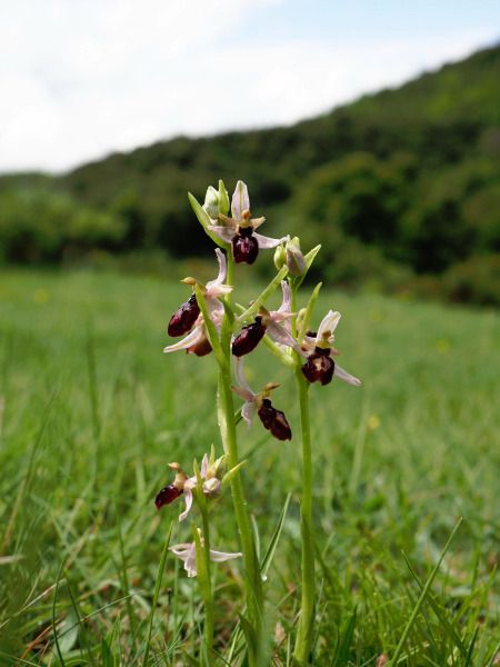 Ophrys catalaunica  - Ramon Calvet i Falgueras