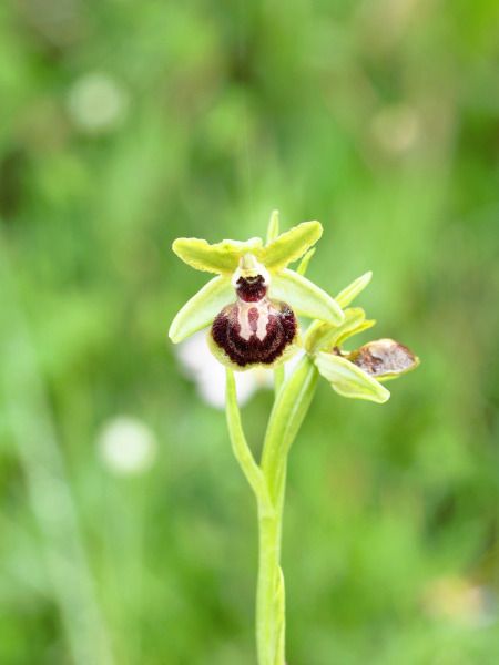 Ophrys passionis  - Ramon Calvet i Falgueras