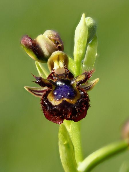 Ophrys speculum  - Ramon Calvet i Falgueras