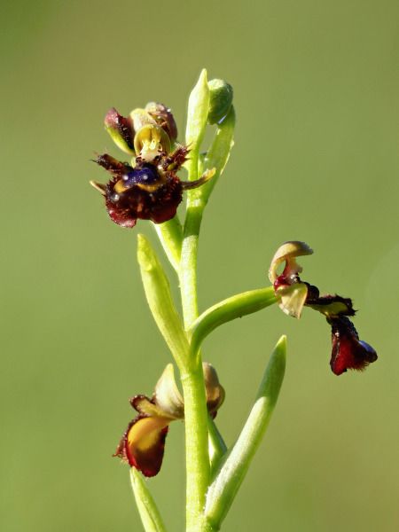 Ophrys speculum  - Ramon Calvet i Falgueras