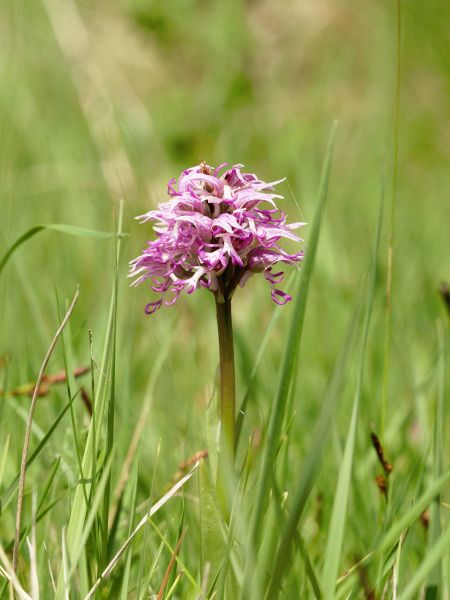 Orchis simia  - Ramon Calvet i Falgueras