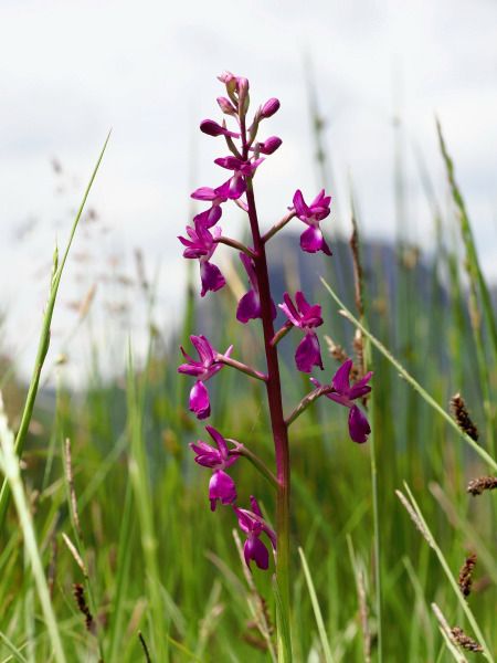Anacamptis laxiflora  - Ramon Calvet i Falgueras