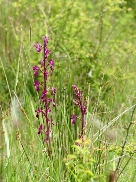 Anacamptis laxiflora  - Ramon Calvet i Falgueras