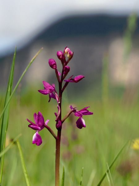 Anacamptis laxiflora  - Ramon Calvet i Falgueras