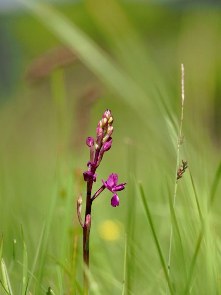Anacamptis laxiflora  - Ramon Calvet i Falgueras