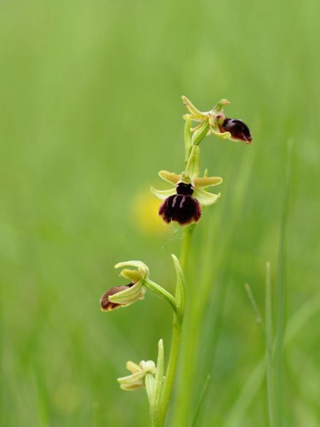 Ophrys passionis  - Ramon Calvet i Falgueras