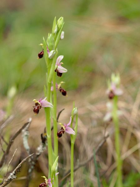 Ophrys scolopax  - Ramon Calvet i Falgueras