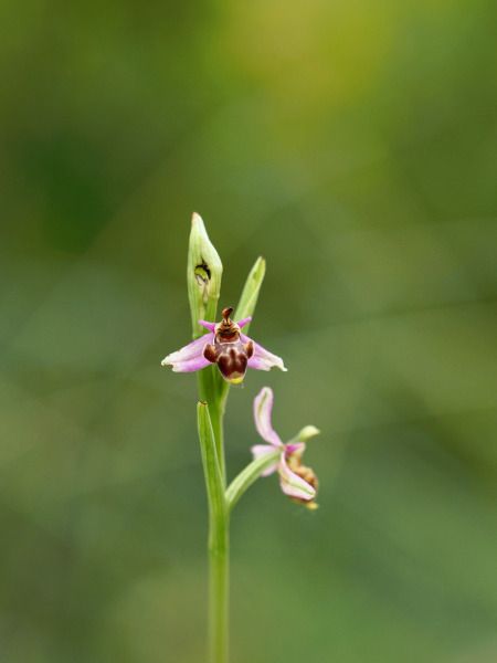 Ophrys scolopax  - Ramon Calvet i Falgueras