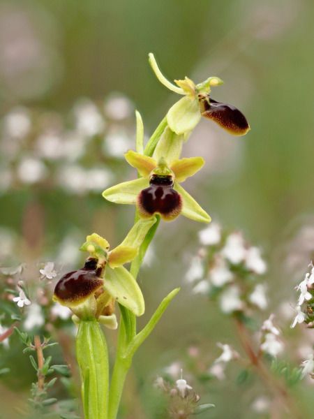 Ophrys araneola  - Ramon Calvet i Falgueras
