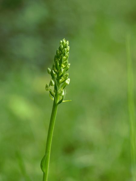 Platanthera chlorantha  - Ramon Calvet i Falgueras