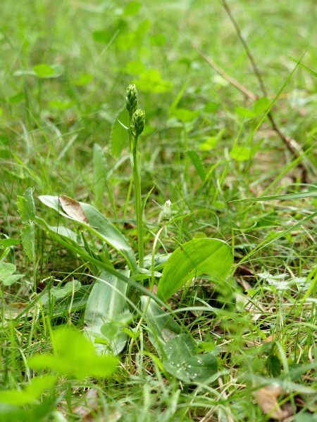 Platanthera chlorantha  - Ramon Calvet i Falgueras