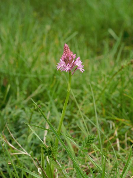 Anacamptis pyramidalis  - Ramon Calvet i Falgueras