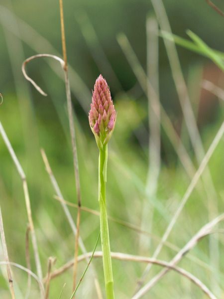 Anacamptis pyramidalis  - Ramon Calvet i Falgueras