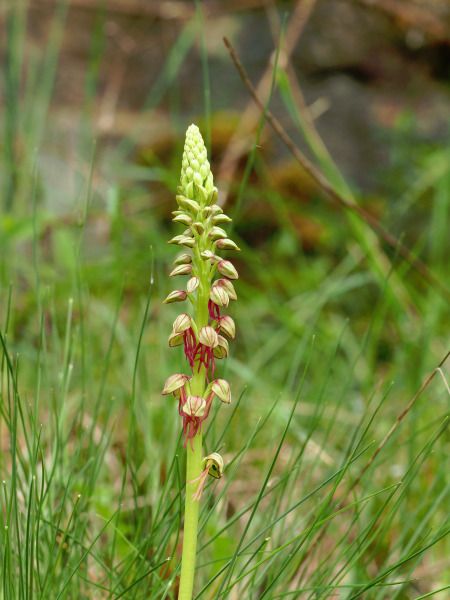 Orchis anthropophora  - Ramon Calvet i Falgueras