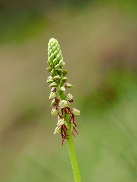 Orchis anthropophora  - Ramon Calvet i Falgueras