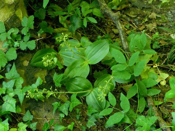 Neottia ovata  - Ramon Calvet i Falgueras