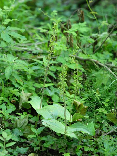 Neottia ovata  - Ramon Calvet i Falgueras