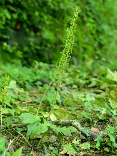 Neottia ovata  - Ramon Calvet i Falgueras