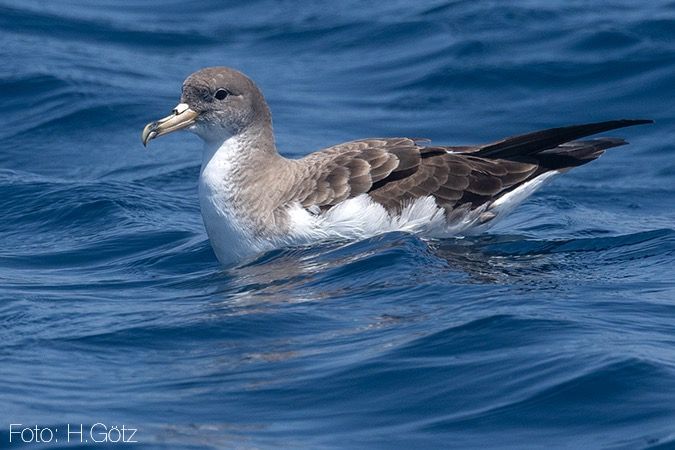 Baldriga cendrosa mediterrània  - Heiner Götz