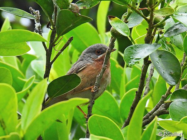 Curruca subalpina 