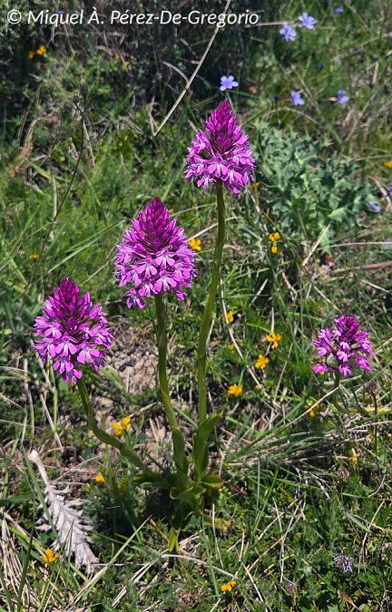 Anacamptis pyramidalis  - Miquel Àngel Pérez-de-Gregorio Capella