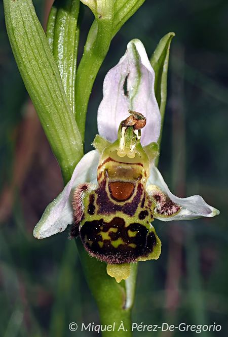 Ophrys apifera  - Miquel Àngel Pérez-de-Gregorio Capella