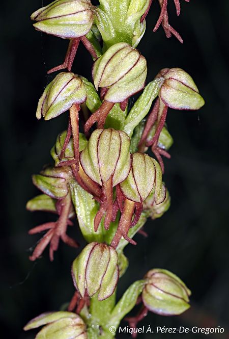 Orchis anthropophora  - Miquel Àngel Pérez-de-Gregorio Capella