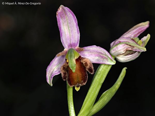 Ophrys apifera f. fulvofusca  - Miquel Àngel Pérez-de-Gregorio Capella