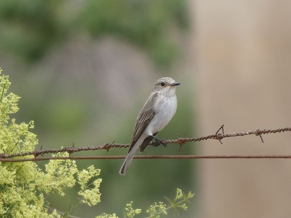 Papamosques gris balear  - Andrew Clarke