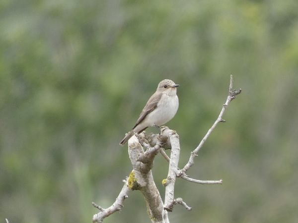 Balearic Flycatcher  - Andrew Clarke