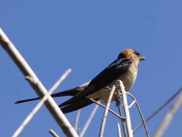 European Red-rumped Swallow  - Andrew Clarke