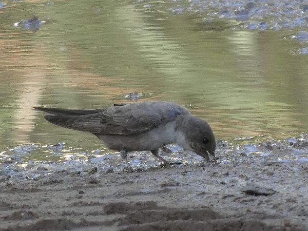 Eurasian Crag Martin  - Andrew Clarke