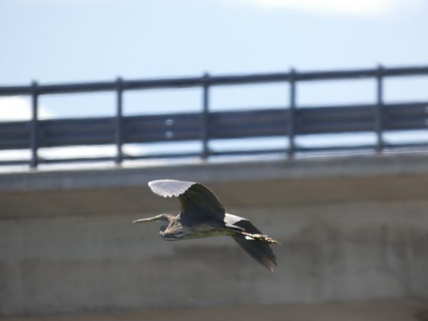 Purple Heron  - Andrew Clarke