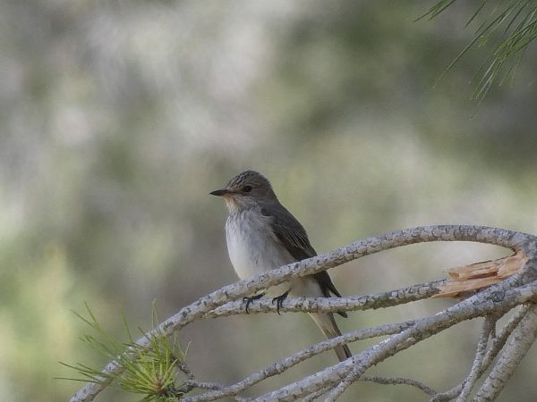 Papamosques gris balear  - Andrew Clarke