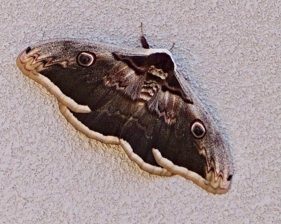 Saturnia pyri  - Xavier Rodríguez Cervelló