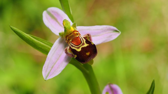 Ophrys apifera  - Pol Sar