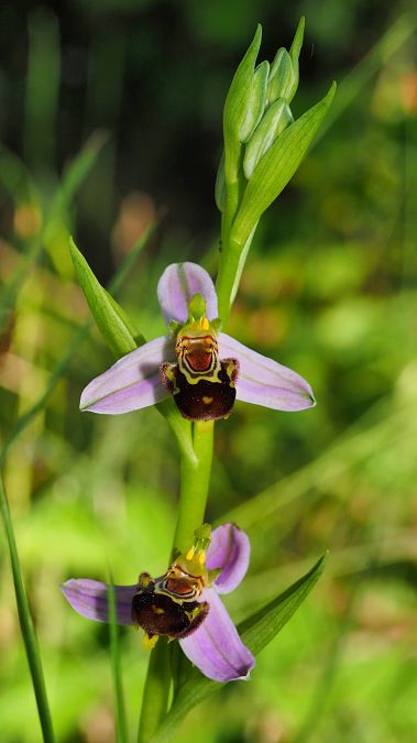 Ophrys apifera  - Pol Sar