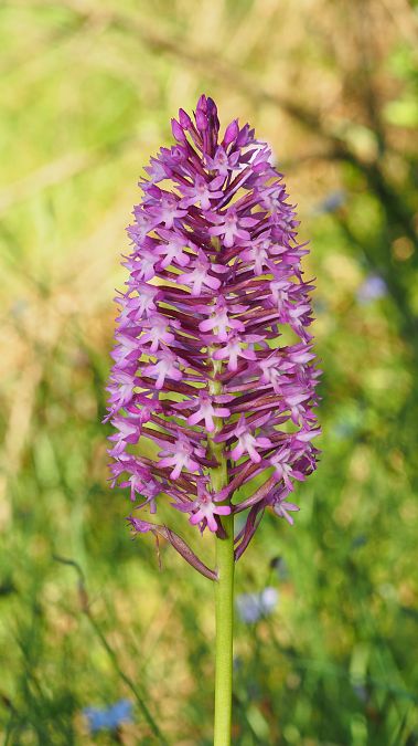 Anacamptis pyramidalis  - Pol Sar