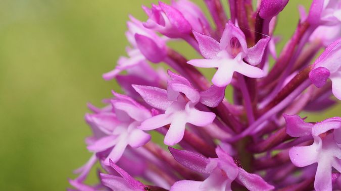 Anacamptis pyramidalis  - Pol Sar