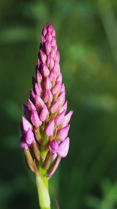 Anacamptis pyramidalis  - Pol Sar