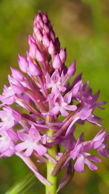 Anacamptis pyramidalis  - Pol Sar