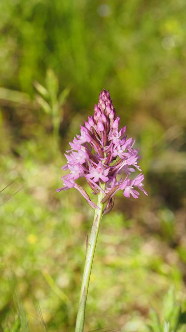 Anacamptis pyramidalis  - Pol Sar