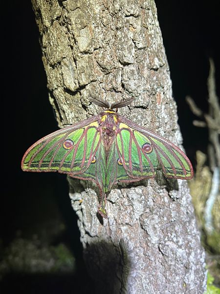 Graellsia isabellae  - Joseph Grosse
