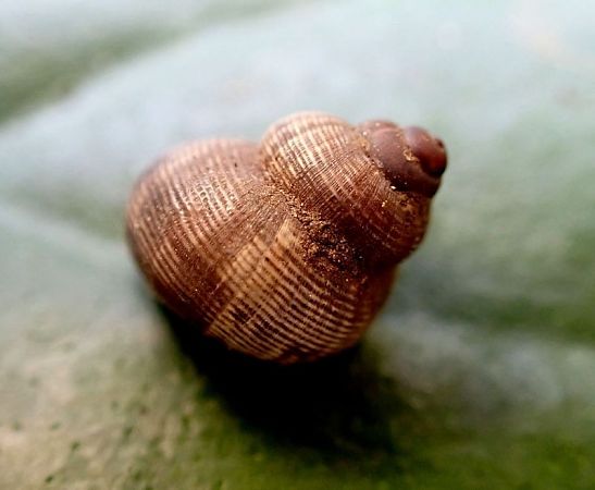 Pomatias elegans  - Josep Maria Solé Molins