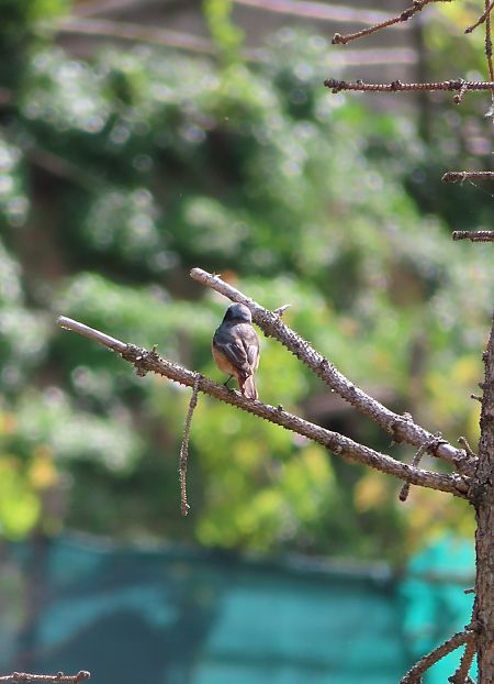 Common Redstart  - Josep Cardona