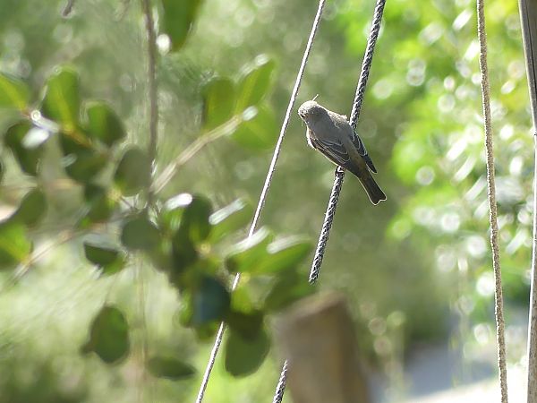 Papamosques gris  - Alons Navarro Alvarez