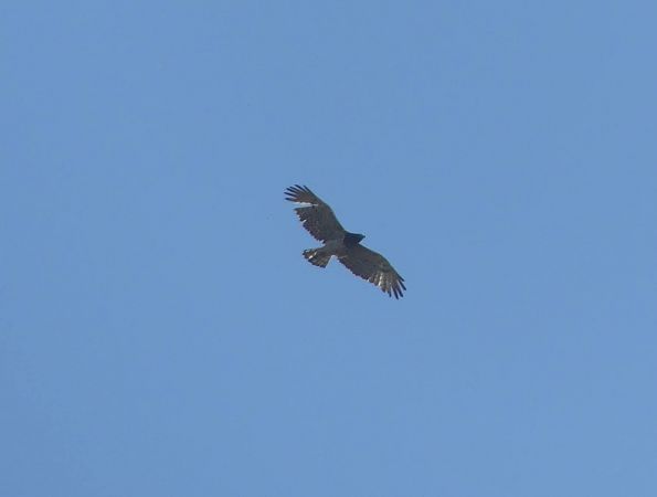 Àguila marcenca  - Alons Navarro Alvarez