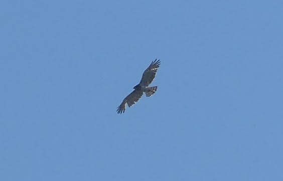 Àguila marcenca  - Alons Navarro Alvarez