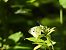 Papallona de la c blanca (Polygonia c-album) © Anna Prades Nebot